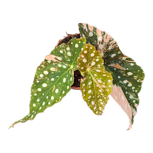 Begonia Maculata Variegata Pink