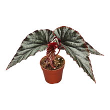 Begonia Rex Spirit Of Mahe