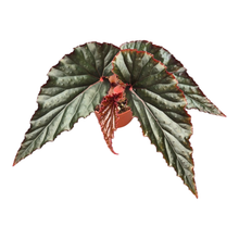 Begonia Rex Spirit Of Mahe