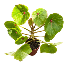 Begonia Rouge Less Variegata
