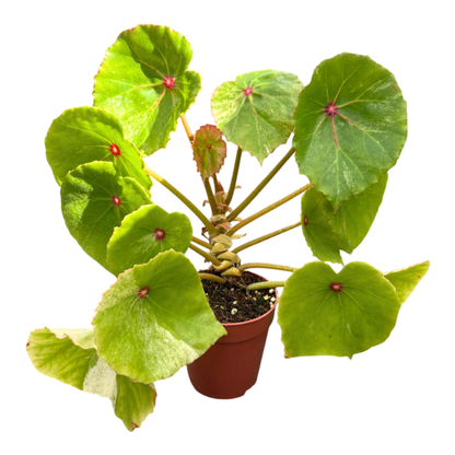 Begonia Rouge Less Variegata