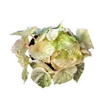 Begonia Rouge Variegata