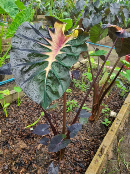 Colocasia hybride Black Mambo