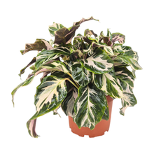 Calathea Stella