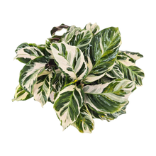 Calathea Stella
