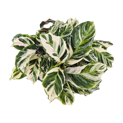 Calathea Stella