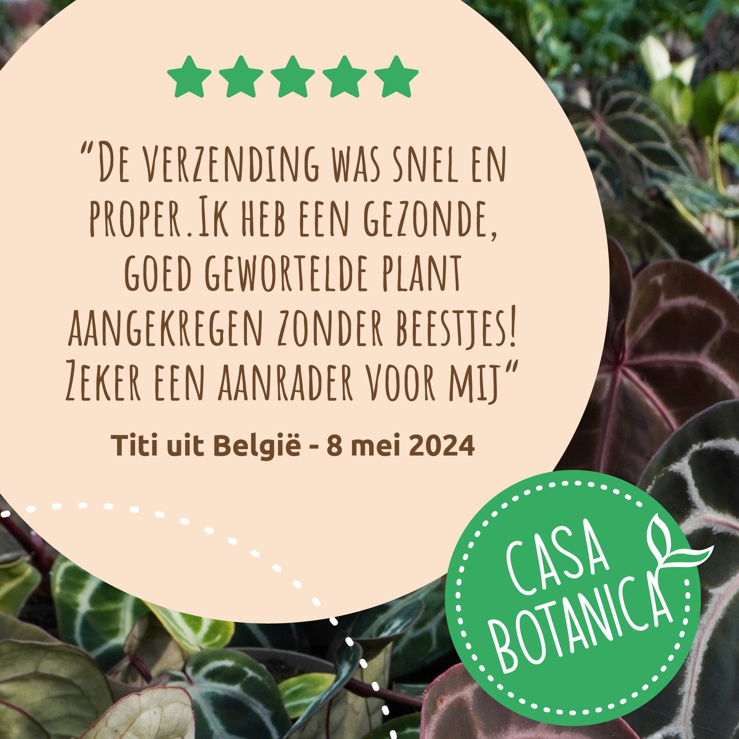 Alocasia Dragon Scale Variegata