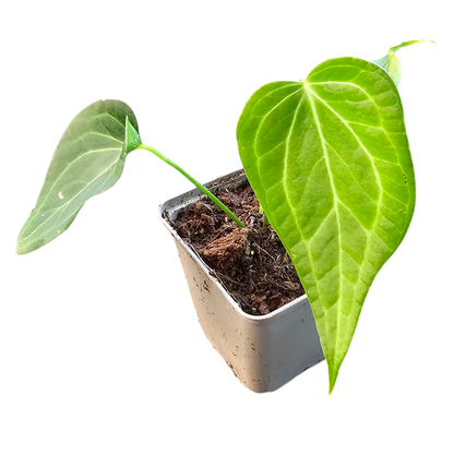Anthurium Delta Force