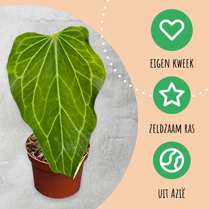 Anthurium Delta Force