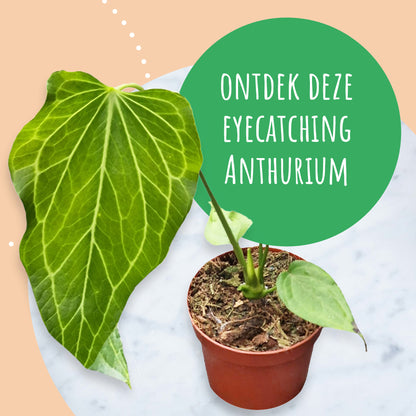 Anthurium Delta Force