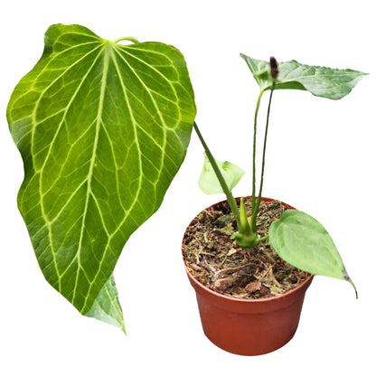 Anthurium Delta Force