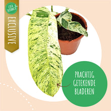 Epipremnum Giganteum Variegata