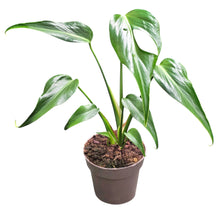 Monstera Burle Marx Flame