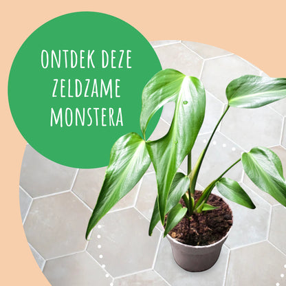 Monstera Burle Marx Flame