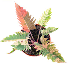 Philodendron Caramel Marble