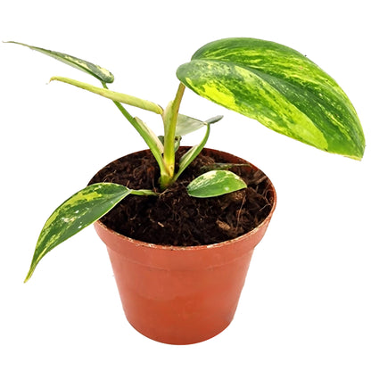 Philodendron Florida Beauty