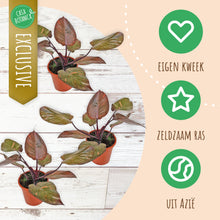 Philodendron Orange Princess