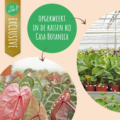 Philodendron Orange Princess