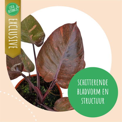 Philodendron Persimmon Princess