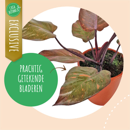 Philodendron Persimmon Princess