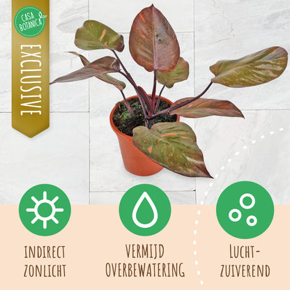 Philodendron Persimmon Princess