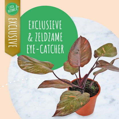 Philodendron Persimmon Princess