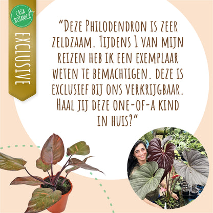 Philodendron Persimmon Princess