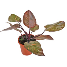 Philodendron Orange Princess