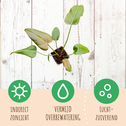 Philodendron Sommerglocke