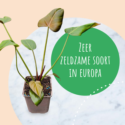 Philodendron Sommerglocke