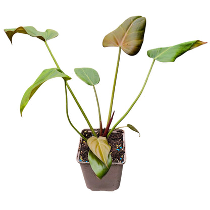 Philodendron Sommerglocke