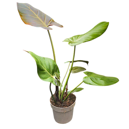 Philodendron Sommerglocke