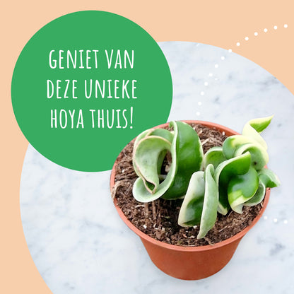 Hoya Compacta Variegata