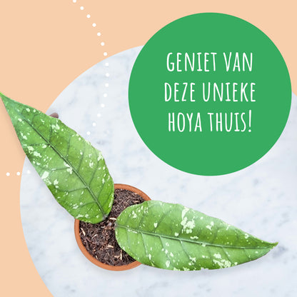 Hoya Sp Aceh Long Leaf