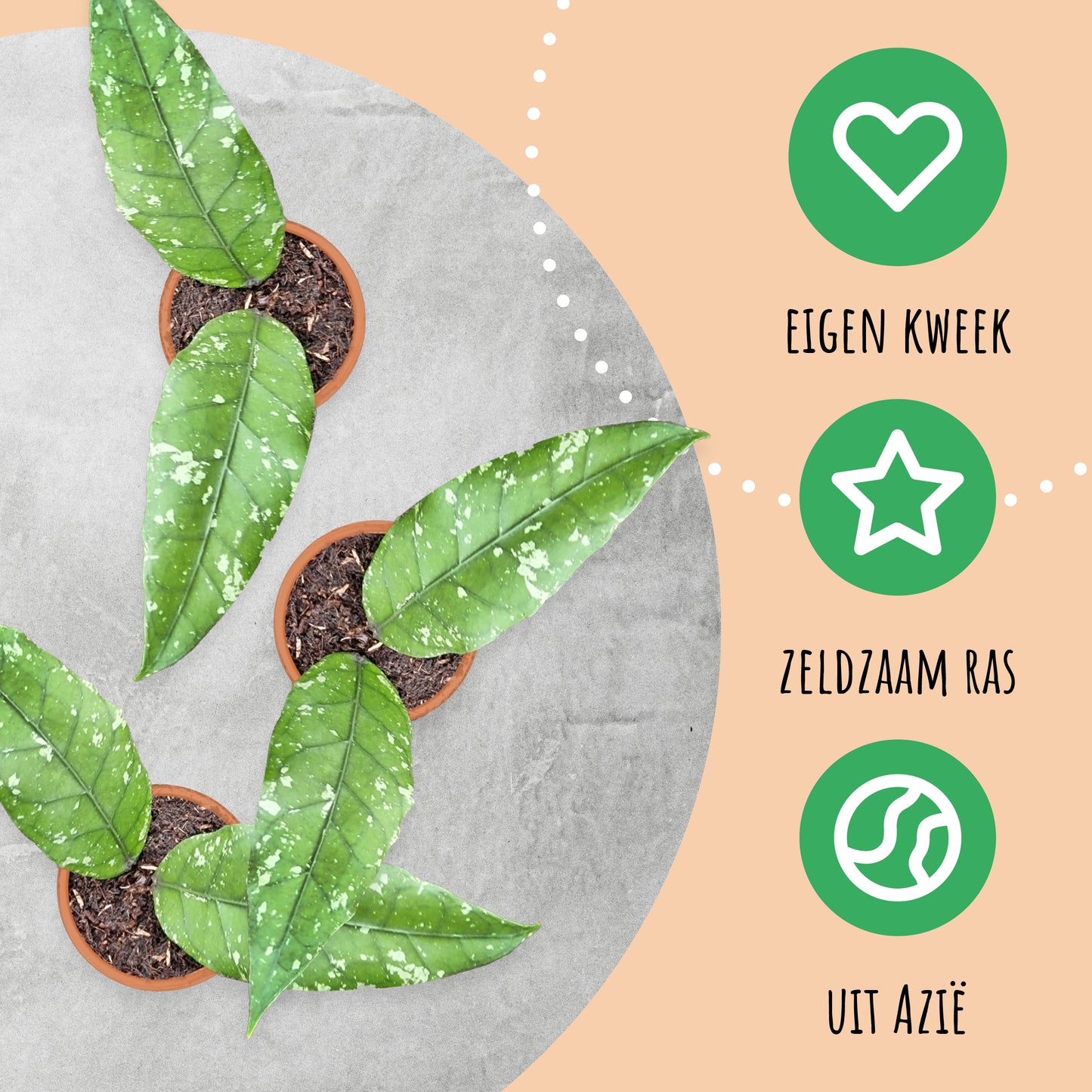 Hoya Sp Aceh Long Leaf