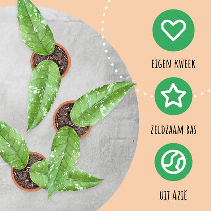 Hoya Sp Aceh Long Leaf