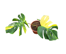 Monstera Deliciosa Aurea Variegata