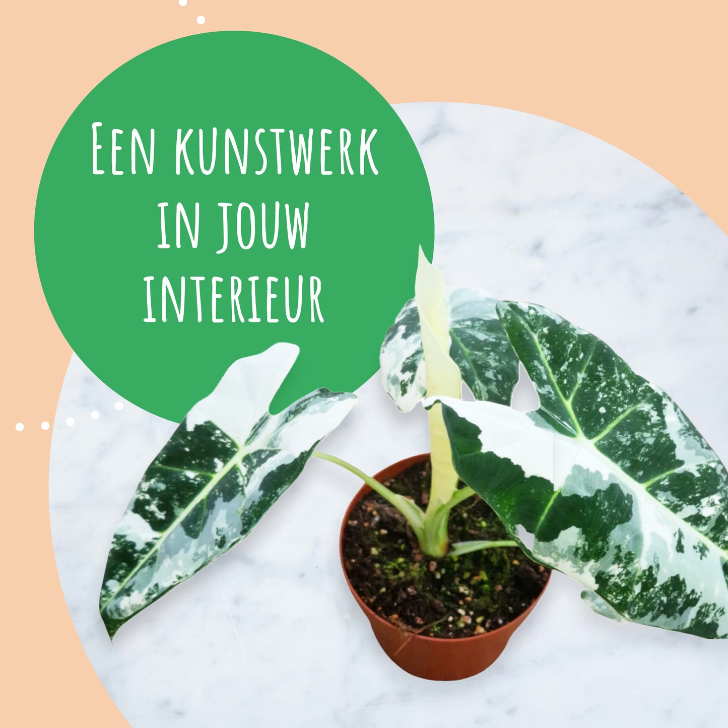 Alocasia Frydek Variegata