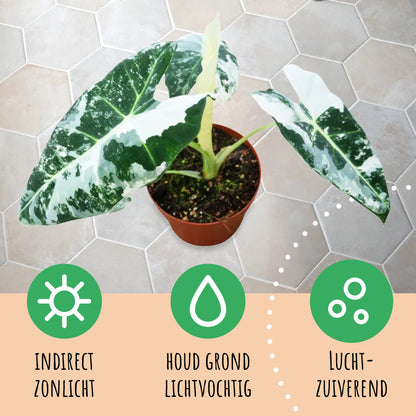Alocasia Frydek Variegata