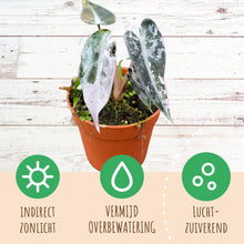Alocasia Bambino Variegata