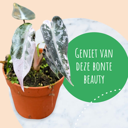 Alocasia Bambino Variegata