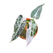 Alocasia Bambino Variegata