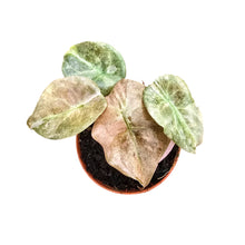 Alocasia Cuprea Variegata Mint