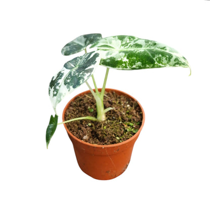 Alocasia Frydek Variegata