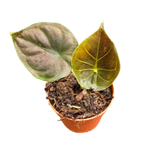 Alocasia Infernalis Kapit Black Magic