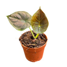 Alocasia Infernalis Kapit Black Magic