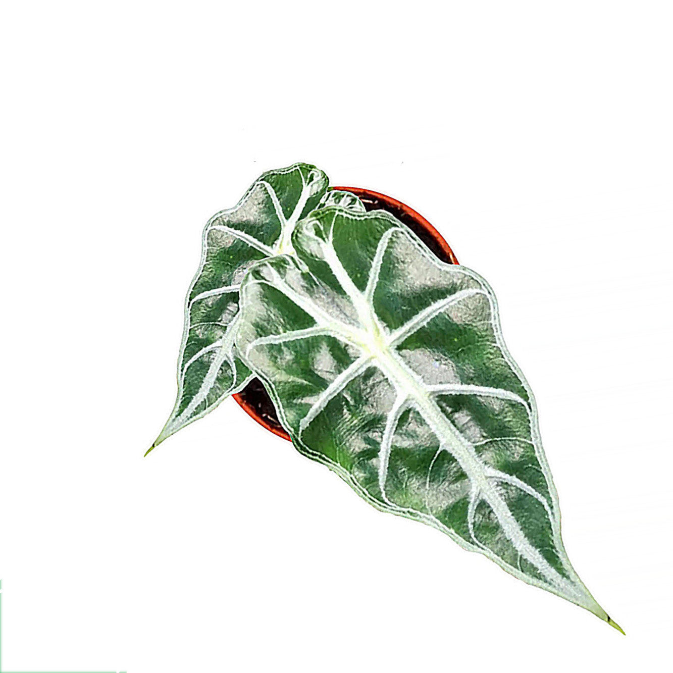 曼德勒海芋