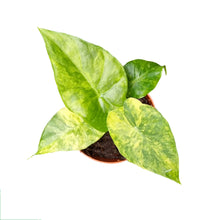 Alocasia Odora Variegata