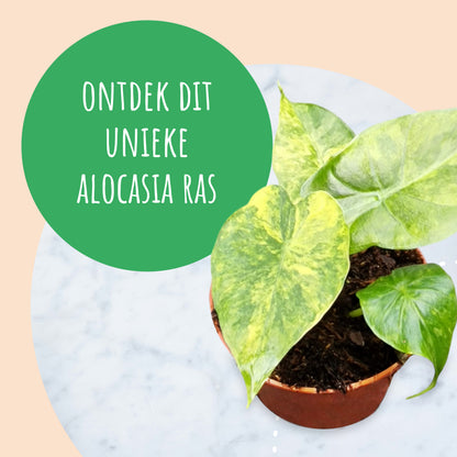Alocasia Odora Variegata