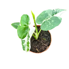 Alocasia Okinawa Silver Variegata